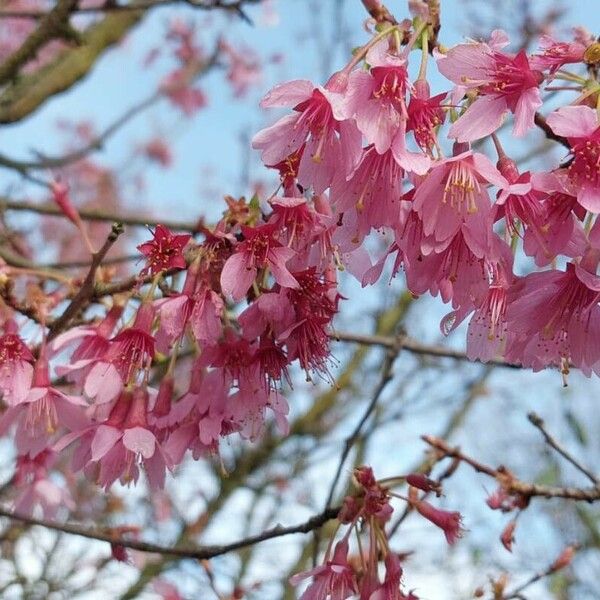 Prunus campanulata Цвят