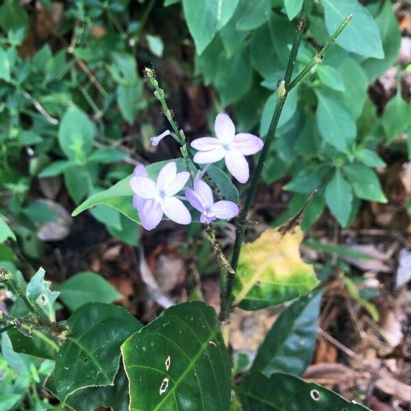 Pseuderanthemum variabile 花