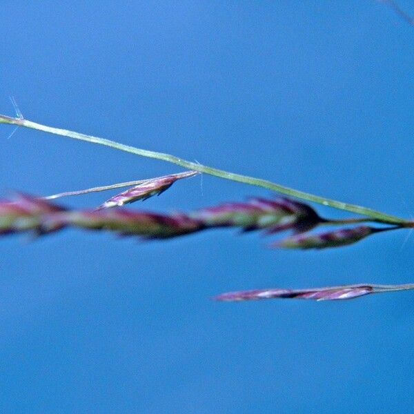 Eragrostis acutiflora Fruit