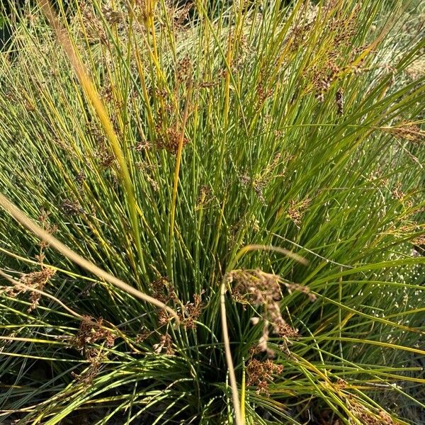 Juncus inflexus Hábitos