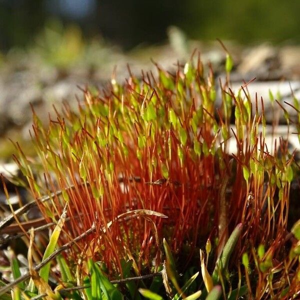 Juncus bufonius Folha