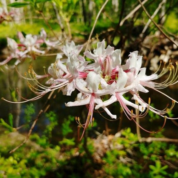 Rhododendron periclymenoides Flower