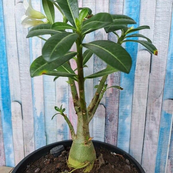 Adenium obesum Lehti