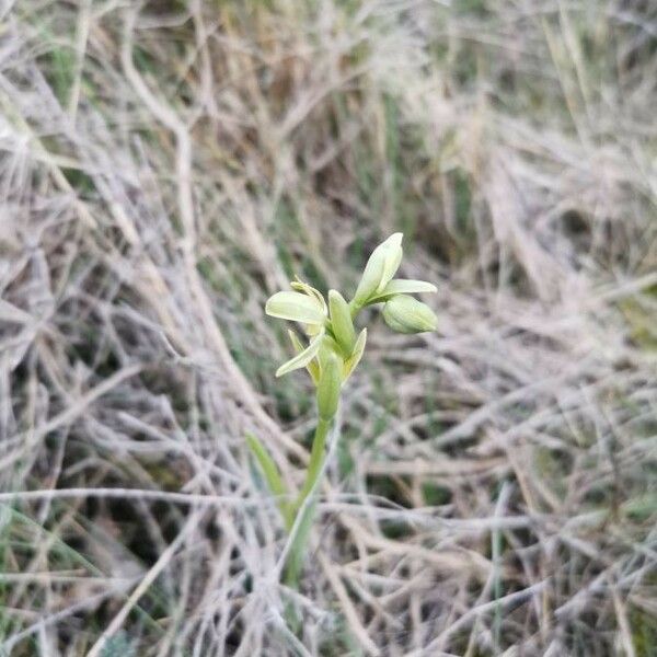 Ophrys sphegodes 花