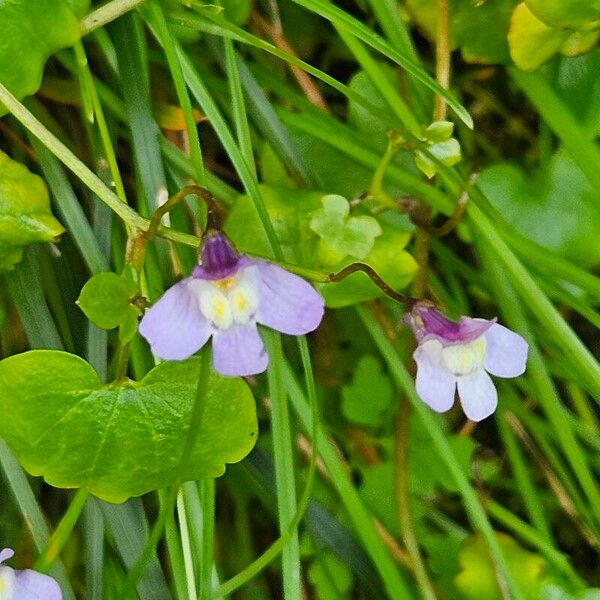 Cymbalaria aequitriloba Flor