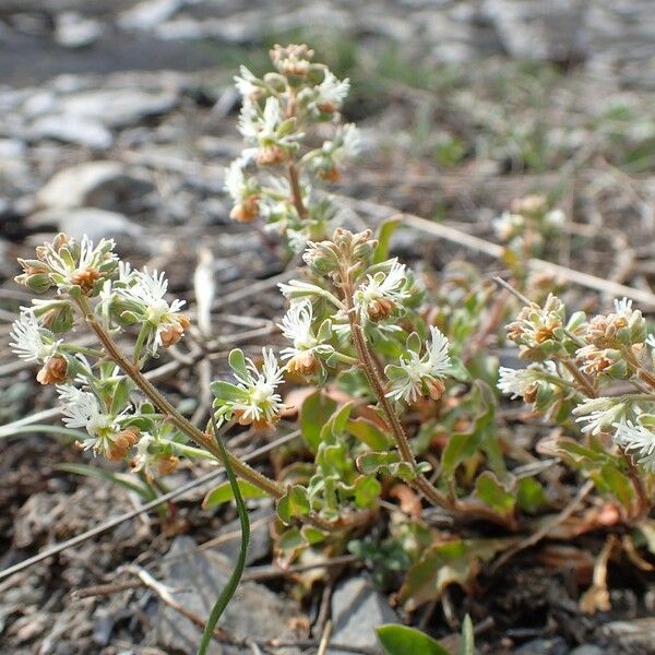 Reseda phyteuma Pokrój