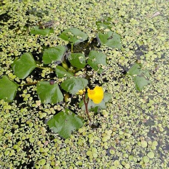 Utricularia australis Habitat