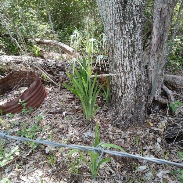 Hymenocallis liriosme പുഷ്പം