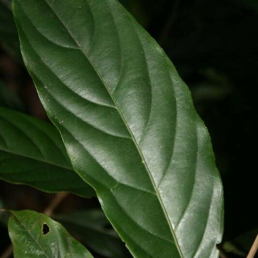 Ryania speciosa Leaf