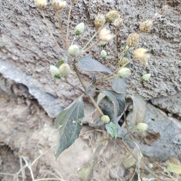 Acmella paniculata Blad