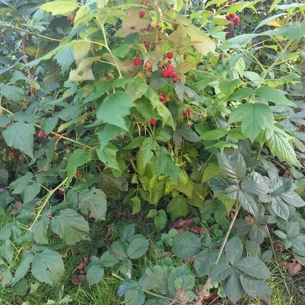 Rubus occidentalis Συνήθη χαρακτηριστικά