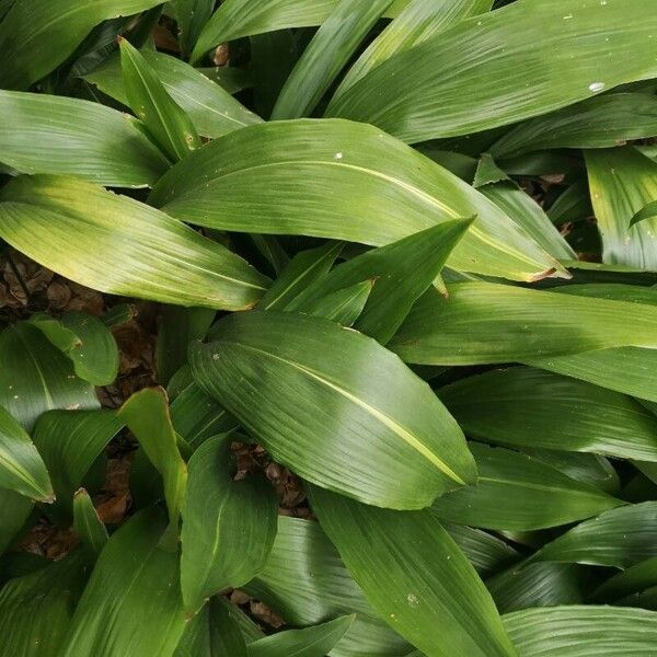 Aspidistra lurida List