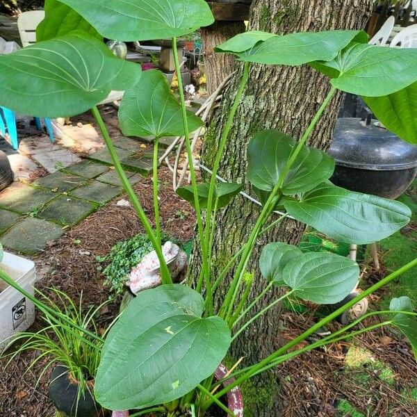 Aquarius cordifolius ഇല