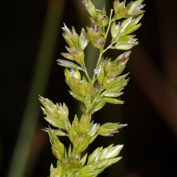 Sphenopholis obtusata 花