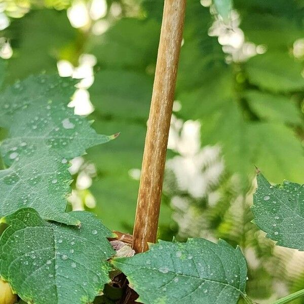 Campsis radicans Bark