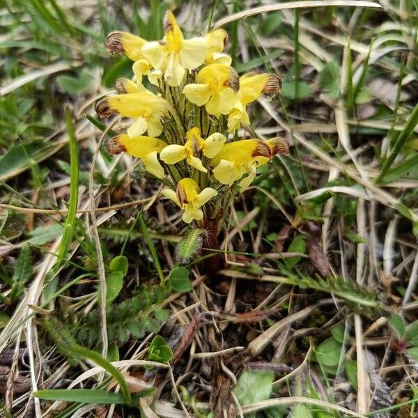 Pedicularis oederi Flower