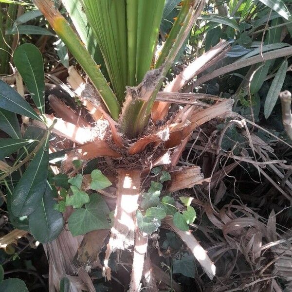 Washingtonia filifera Kita