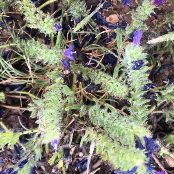 Echium sabulicola Leaf