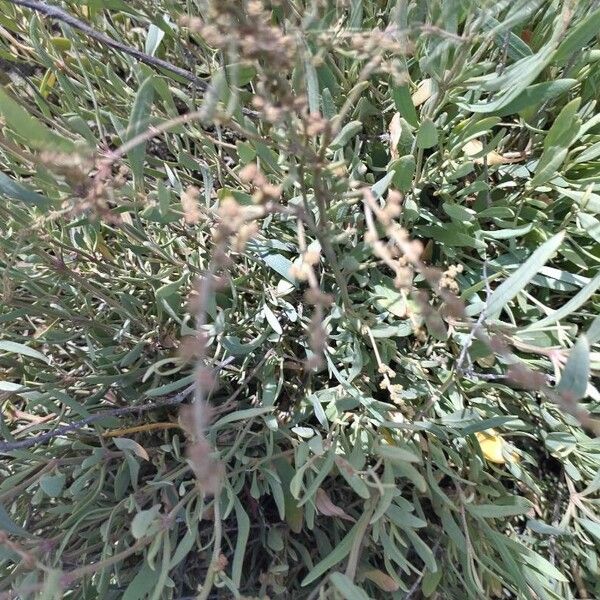 Atriplex portulacoides List