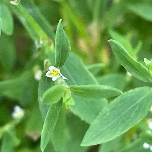 Polygonum aviculare Çiçek