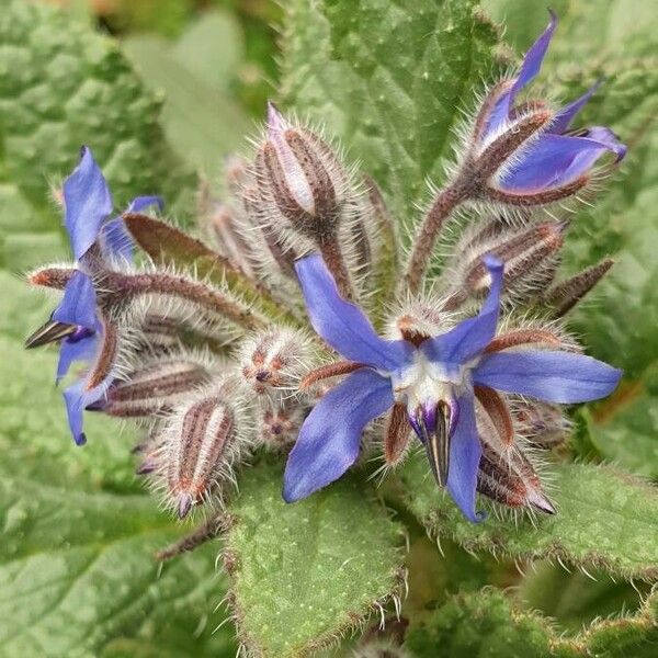 Borago officinalis Flower