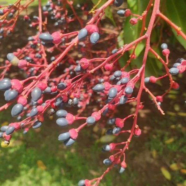 Ouratea castaneifolia Fruit