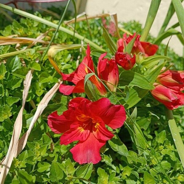 Alstroemeria aurea Blüte