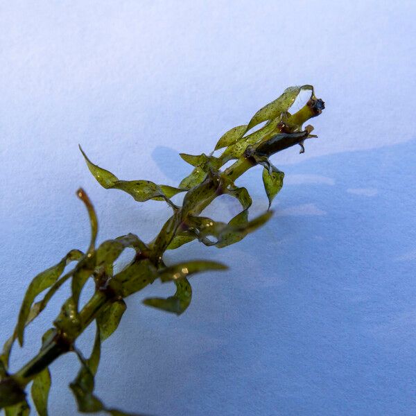 Elodea nuttallii Blad