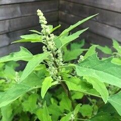 Chenopodium ficifolium Flower