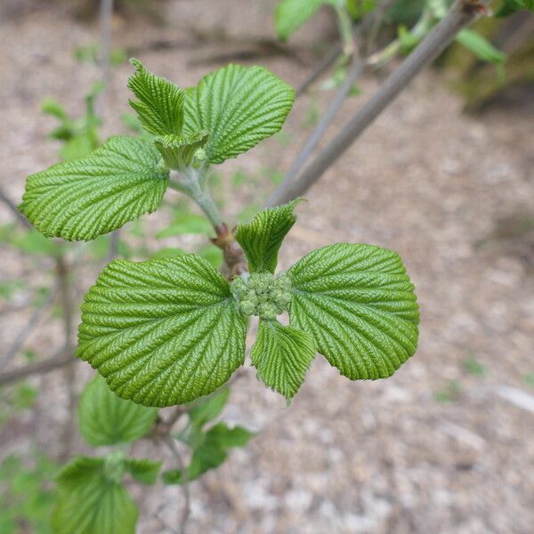 Viburnum dilatatum Лист