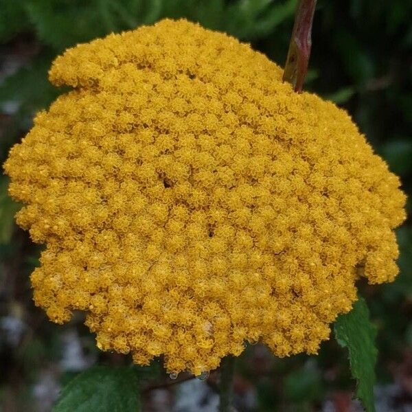 Achillea filipendulina 花