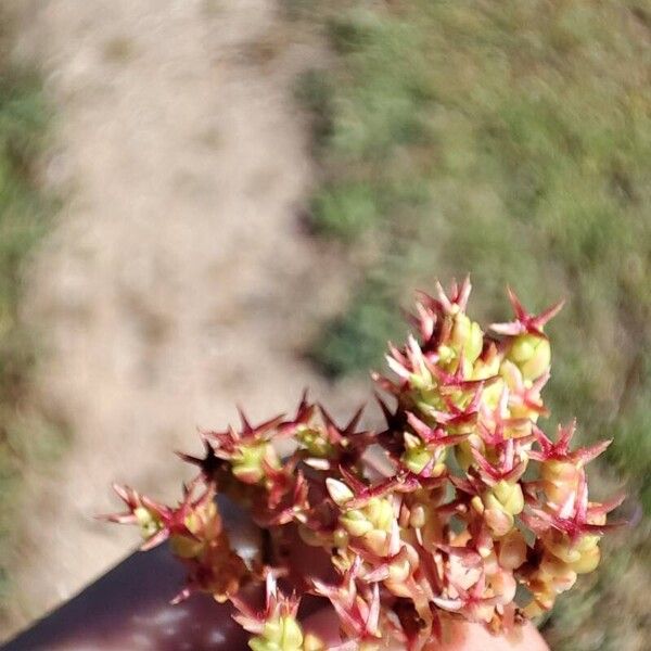 Sedum cespitosum Floro