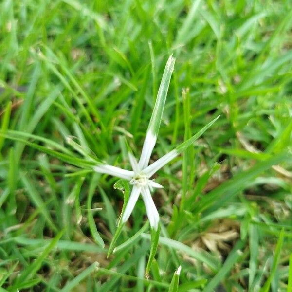 Rhynchospora nervosa Leaf