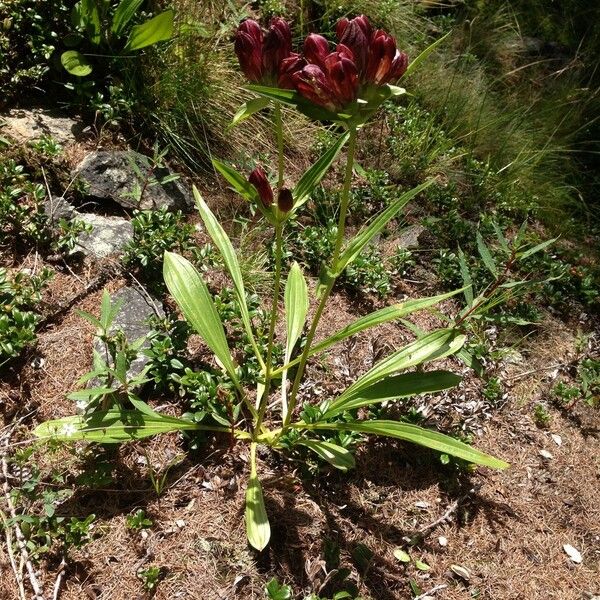 Gentiana purpurea Habitus