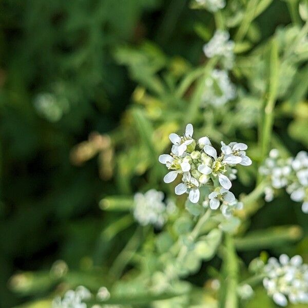 Lepidium sativum 花