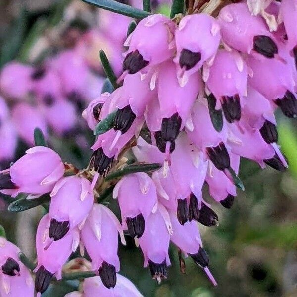 Erica carnea Kvet