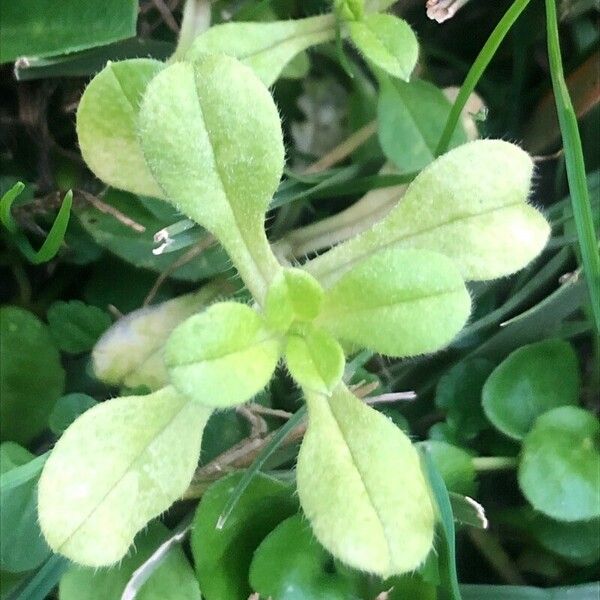 Cerastium glomeratum Листок