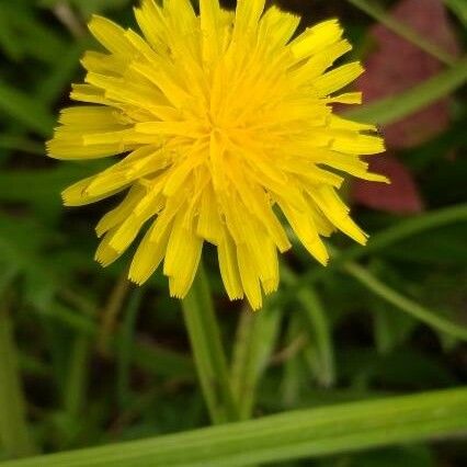 Taraxacum mattmarkense Kwiat