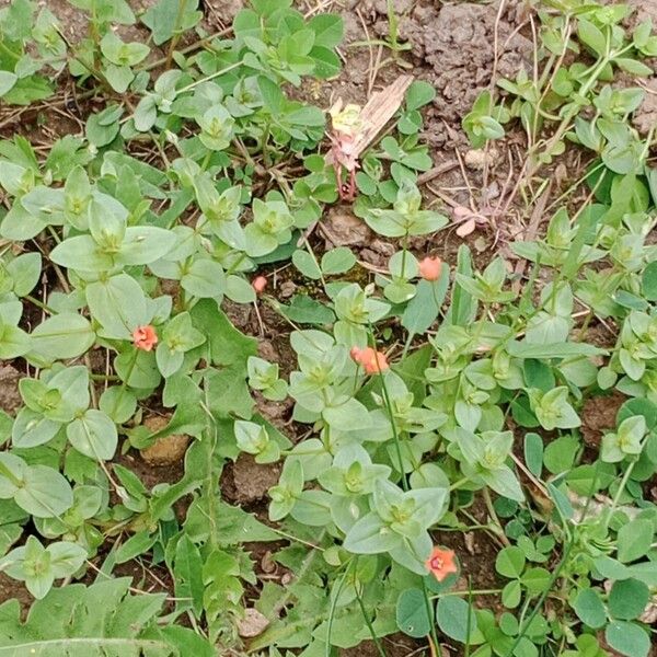 Lysimachia arvensis Агульны выгляд