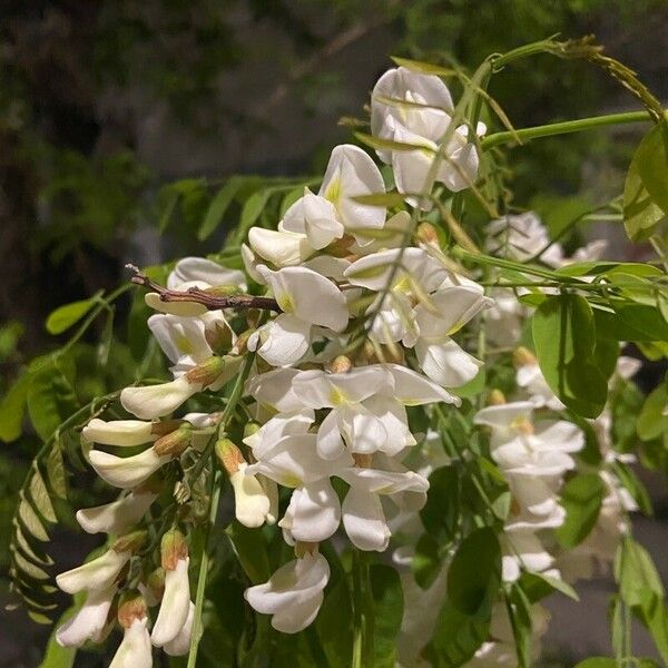 Cladrastis kentukea Blüte