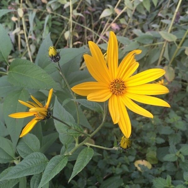 Helianthus tuberosus ᱵᱟᱦᱟ