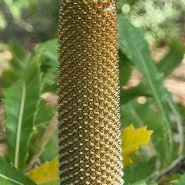 Banksia serrata Flors