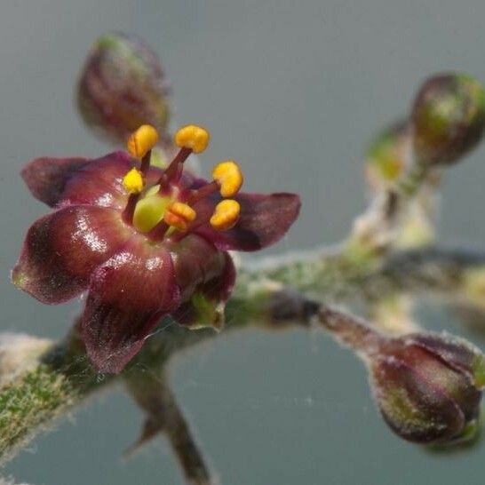 Veratrum nigrum 花