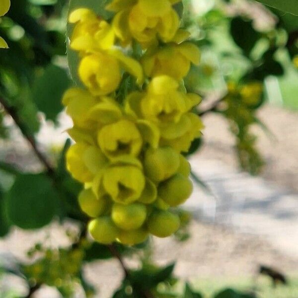 Berberis koreana Žiedas