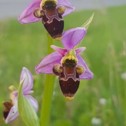 Ophrys apifera ফুল