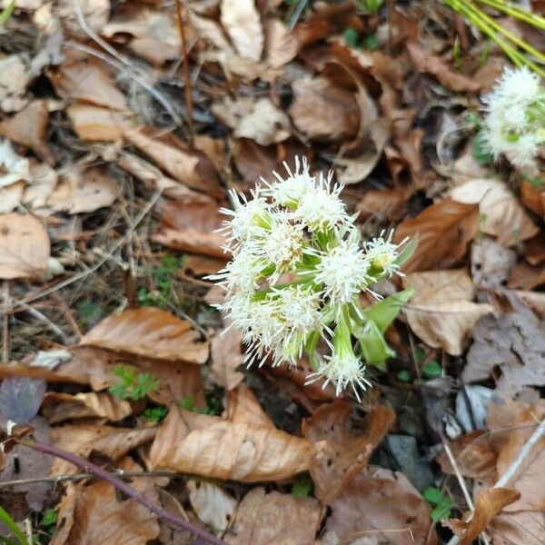 Petasites albus Õis