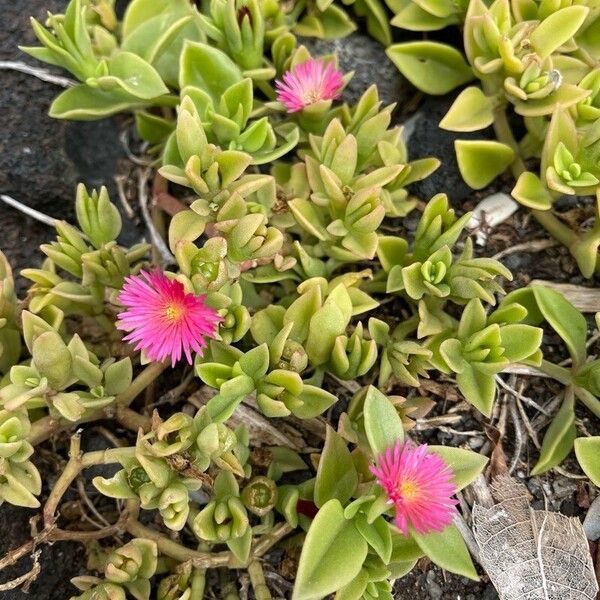 Aptenia cordifolia 花