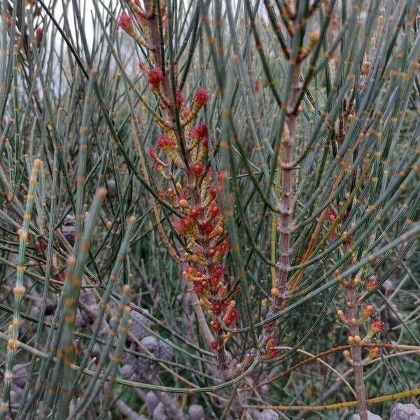 Allocasuarina distyla 整株植物