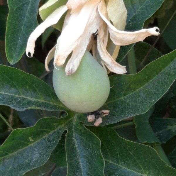 Passiflora caerulea Frukt
