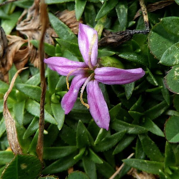 Silene acaulis Flower